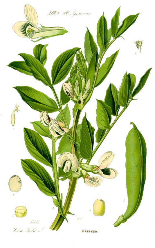 Vicia Faba major