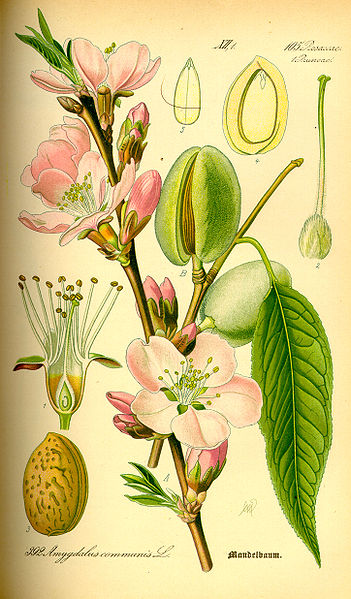 Prunus