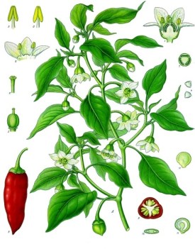 Capsicum annuum