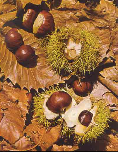 Capture d’écran 2015-11-23 à 10.15.34